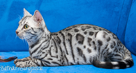 Bengal silber rosetted